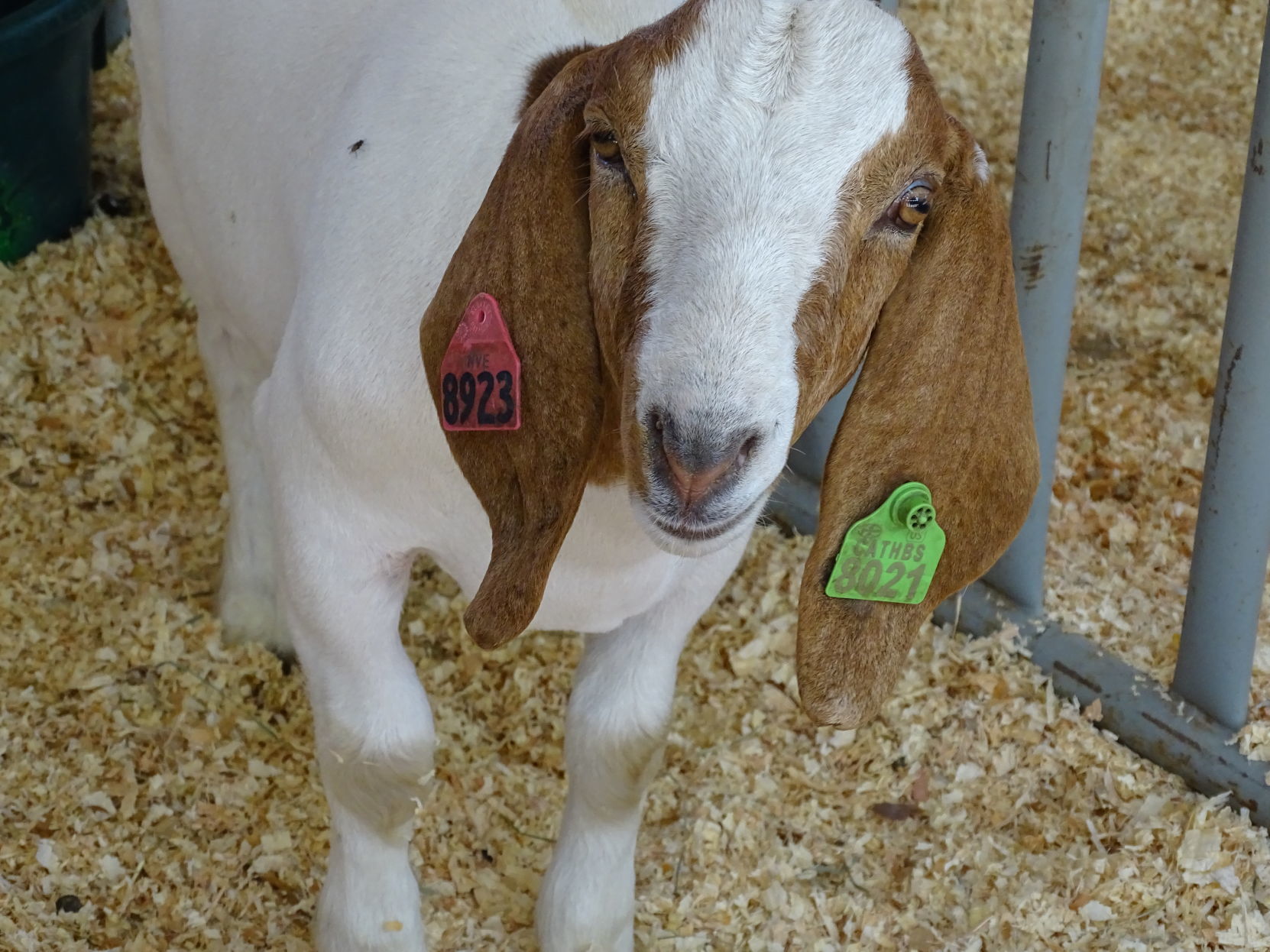 Junior Livestock Auction 2019